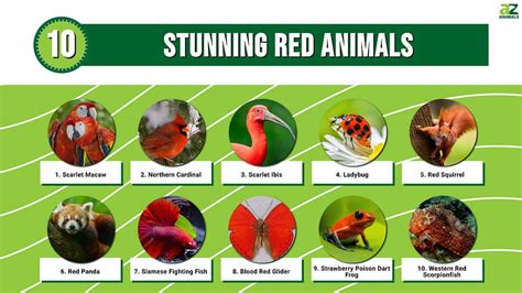 animals associated with blood.